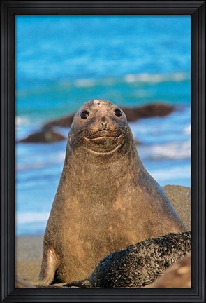 Framed Southern Elephant Seal cow, South Georgia Print