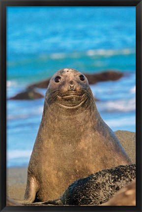 Framed Southern Elephant Seal cow, South Georgia Print