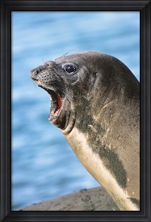 Framed Southern Elephant Seal cow mating season, South Georgia Print