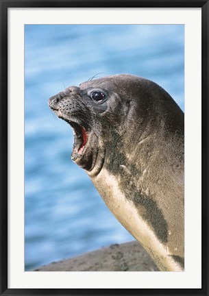 Framed Southern Elephant Seal cow mating season, South Georgia Print