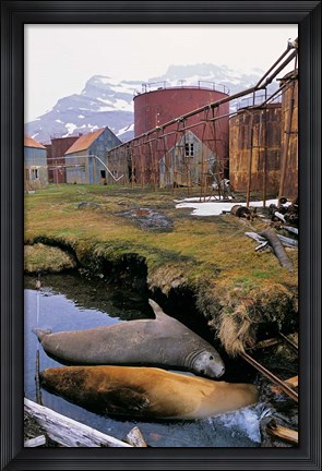Framed Southern Elephant Seal in ruins of old whaling station, Island of South Georgia Print