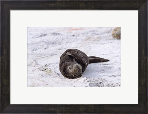 Framed Southern Elephant Seal pub resting head on whale vertebrae, South Georgia Print