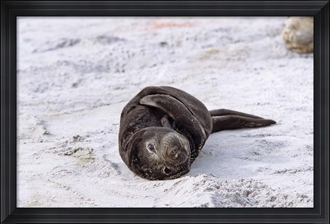 Framed Southern Elephant Seal pub resting head on whale vertebrae, South Georgia Print