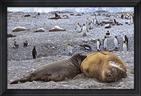 Framed Southern Elephant Seal pub suckling milk from mother, Island of South Georgia Print