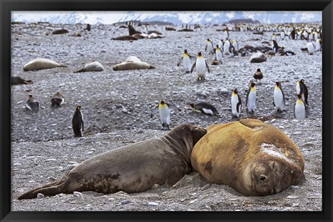 Framed Southern Elephant Seal pub suckling milk from mother, Island of South Georgia Print