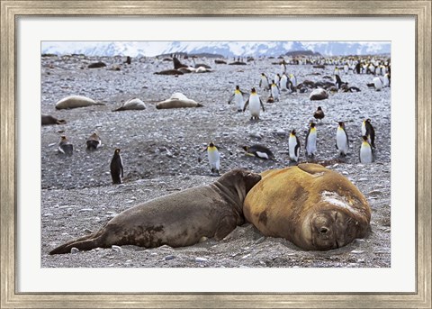 Framed Southern Elephant Seal pub suckling milk from mother, Island of South Georgia Print