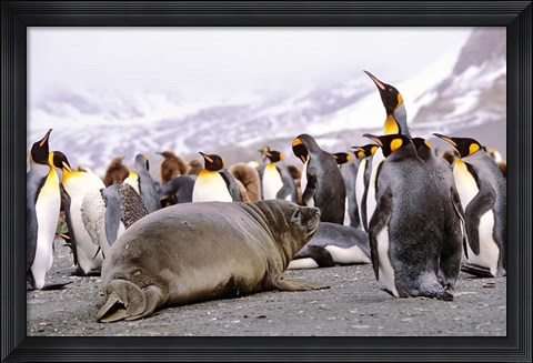 Framed Southern Elephant Seal weaned pup in colony of King Penguins Print