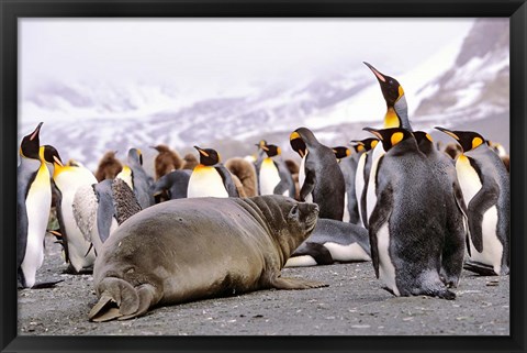 Framed Southern Elephant Seal weaned pup in colony of King Penguins Print