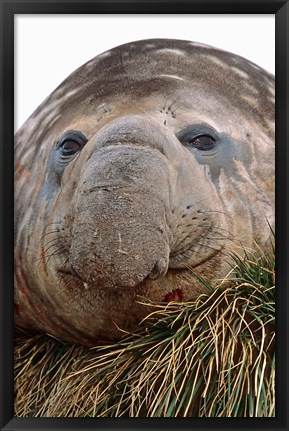 Framed Southern Elephant Seal, bull during harem and mating season, South Georgia Print