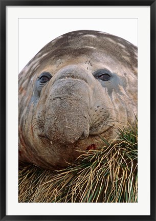 Framed Southern Elephant Seal, bull during harem and mating season, South Georgia Print