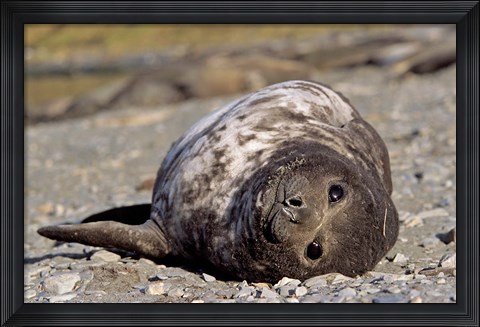 Framed Southern Elephant Seal, portrait of pub, Island of South Georgia Print