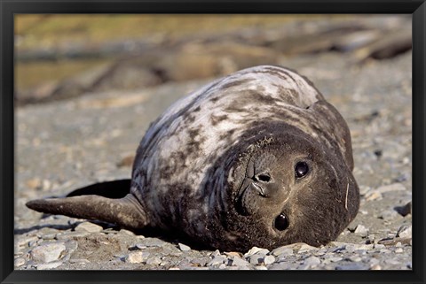 Framed Southern Elephant Seal, portrait of pub, Island of South Georgia Print