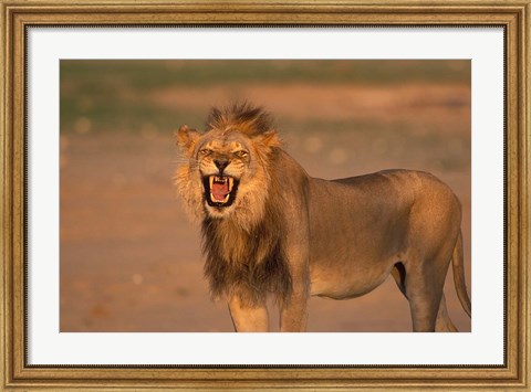 Framed South Africa, Kgalagadi, Lion, Kalahari desert Print