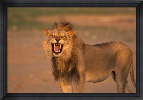 Framed South Africa, Kgalagadi, Lion, Kalahari desert Print