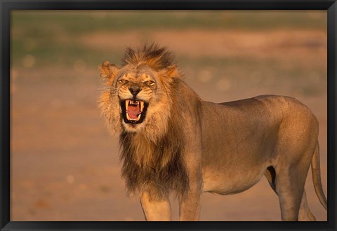 Framed South Africa, Kgalagadi, Lion, Kalahari desert Print