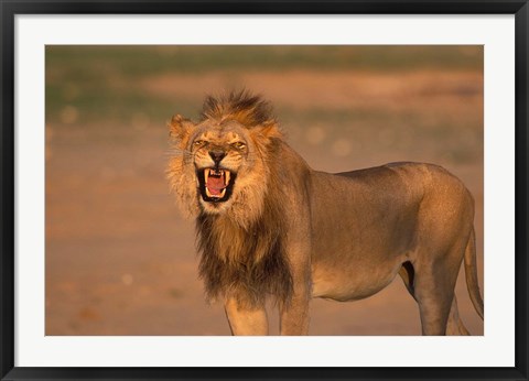 Framed South Africa, Kgalagadi, Lion, Kalahari desert Print