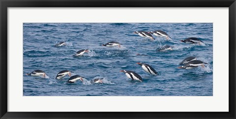 Framed South Georgia Island, Gentoo penguins Print