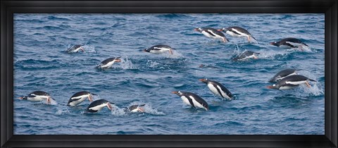 Framed South Georgia Island, Gentoo penguins Print