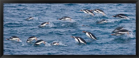 Framed South Georgia Island, Gentoo penguins Print