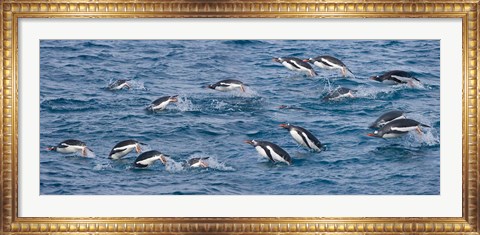 Framed South Georgia Island, Gentoo penguins Print