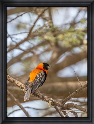 Framed Southern Red Bishop, Lake Manyara NP, Tanzania Print