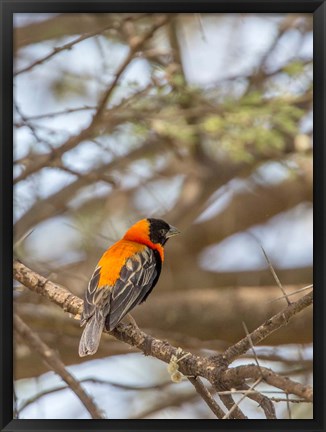 Framed Southern Red Bishop, Lake Manyara NP, Tanzania Print