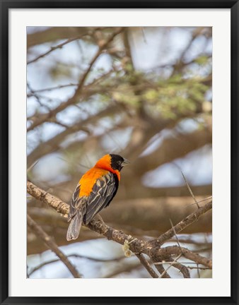 Framed Southern Red Bishop, Lake Manyara NP, Tanzania Print