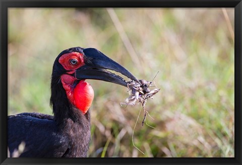 Framed Southern Ground Hornbill foraging, Maasai Mara, Kenya Print