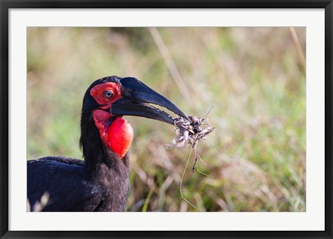 Framed Southern Ground Hornbill foraging, Maasai Mara, Kenya Print