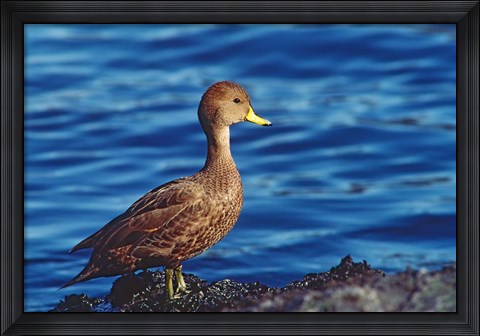 Framed South Georgia Pintail, Antarctic Region, South Georgia Island Print