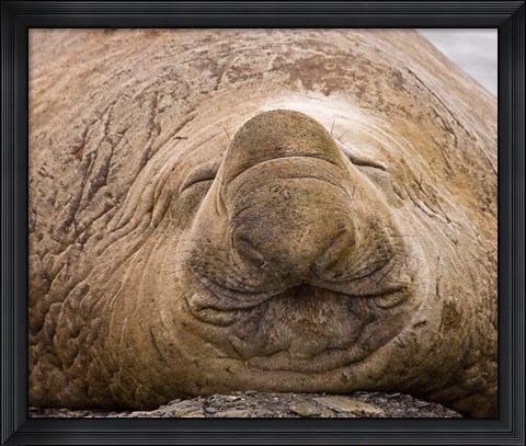 Framed South Georgia Island, Sleeping bull elephant seal Print