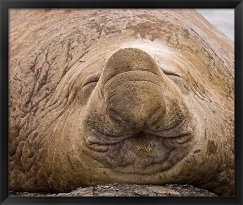 Framed South Georgia Island, Sleeping bull elephant seal Print