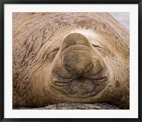 Framed South Georgia Island, Sleeping bull elephant seal Print