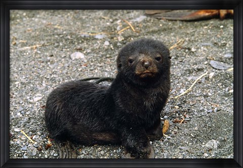 Framed South Georgia Island, Southern fur seal pup Print