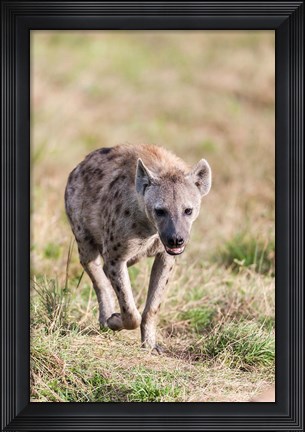 Framed Spotted Hyena, Crocuta crocuta, in the Maasai Mara, Kenya, Africa. Print