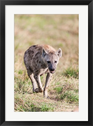 Framed Spotted Hyena, Crocuta crocuta, in the Maasai Mara, Kenya, Africa. Print