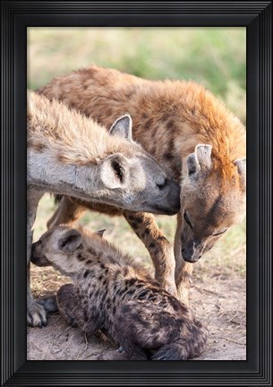 Framed Spotted Hyena, Maasai Mara, Kenya Print