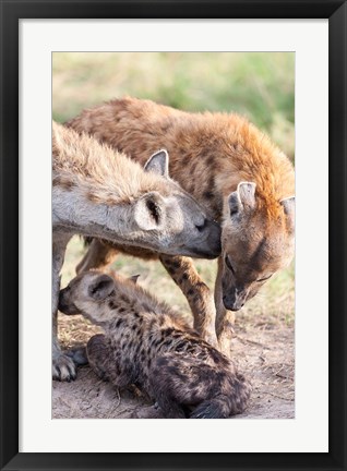 Framed Spotted Hyena, Maasai Mara, Kenya Print