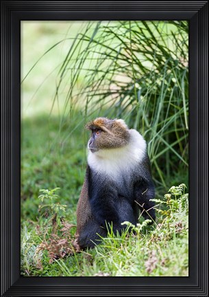 Framed Sykes monkey foraging in the Aberdare NP, Kenya, Africa. Print