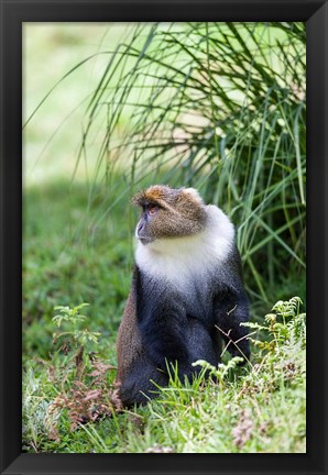 Framed Sykes monkey foraging in the Aberdare NP, Kenya, Africa. Print