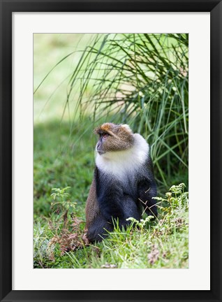 Framed Sykes monkey foraging in the Aberdare NP, Kenya, Africa. Print