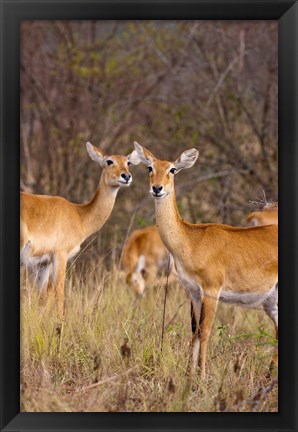 Framed Ugandan Kob in the Queen Elizabeth National Park Uganda, Africa. Print