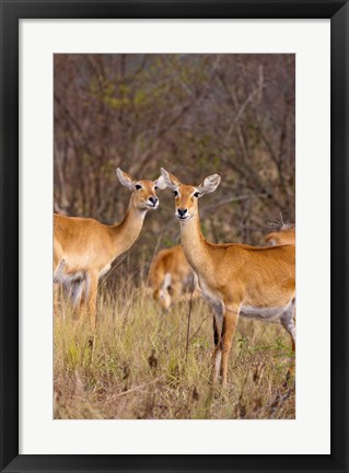 Framed Ugandan Kob in the Queen Elizabeth National Park Uganda, Africa. Print