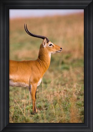 Framed Ugandan Kob, Murchison Falls National Park, Uganda Print