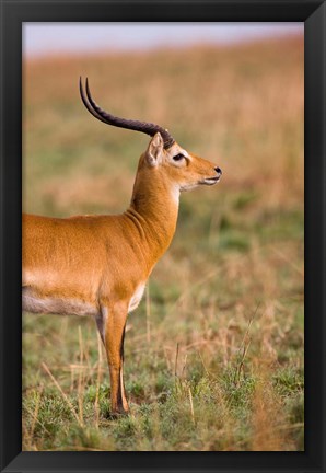 Framed Ugandan Kob, Murchison Falls National Park, Uganda Print