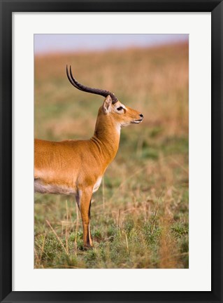 Framed Ugandan Kob, Murchison Falls National Park, Uganda Print