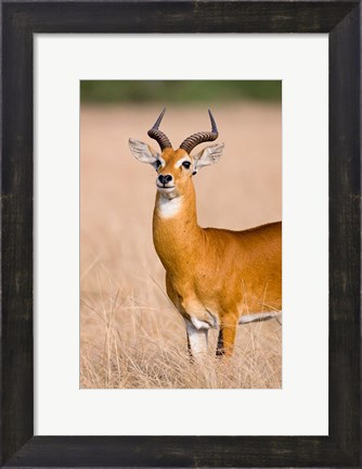 Framed Ugandan Kob, Queen Elizabeth National Park, Uganda Print