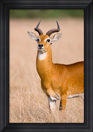 Framed Ugandan Kob, Queen Elizabeth National Park, Uganda Print