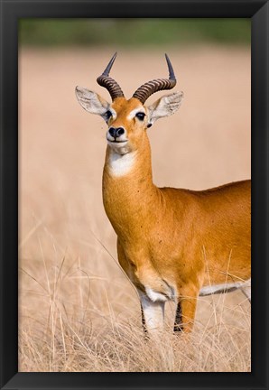 Framed Ugandan Kob, Queen Elizabeth National Park, Uganda Print