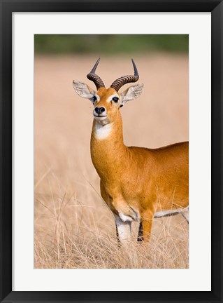 Framed Ugandan Kob, Queen Elizabeth National Park, Uganda Print